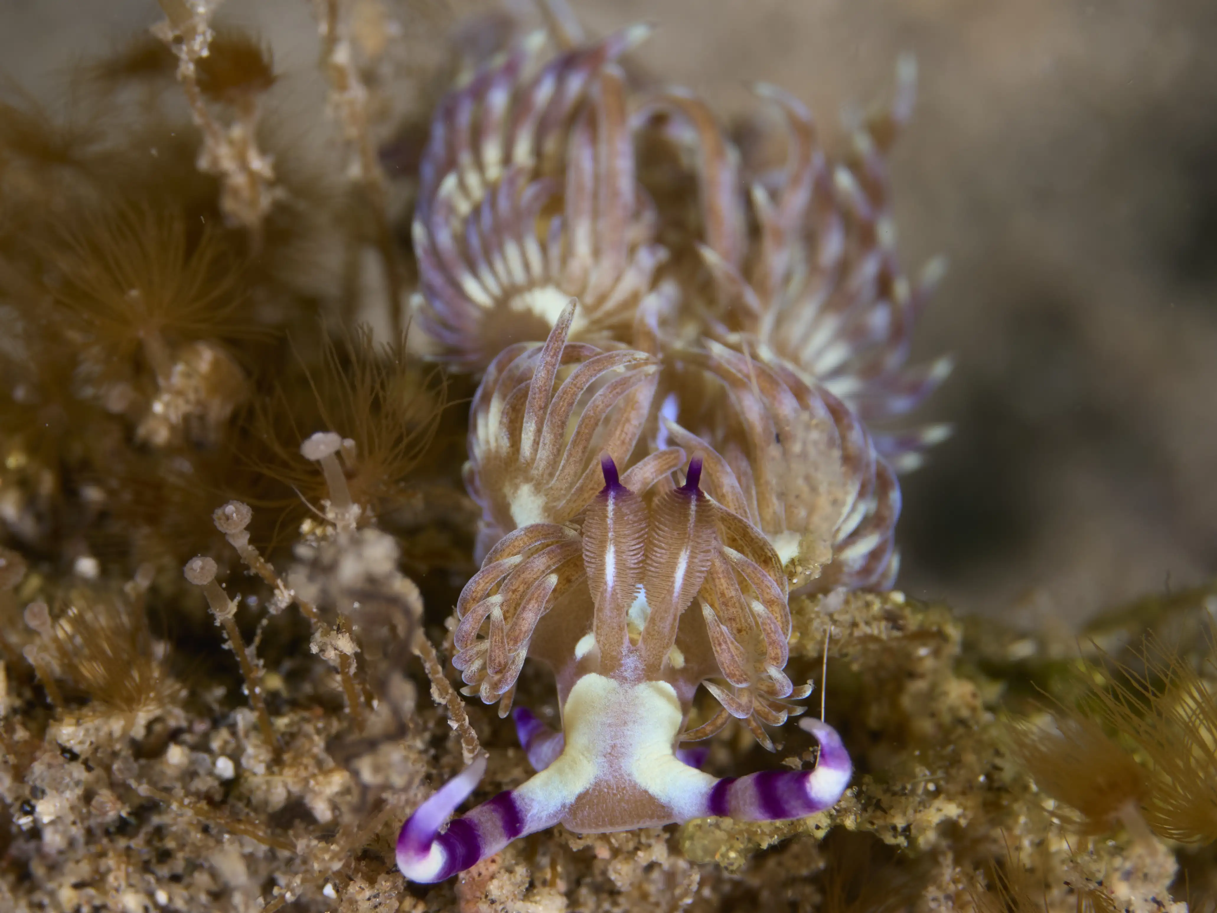 Pteraeolidia semperi (blue dragon sea slug) - District 2 - 22m